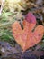 A red leave of Sassafras fallen on the ground in the autumn woods