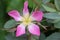 Red leaved rose rosa glauca flower