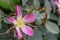 Red leaved rose rosa glauca flower