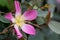 Red leaved rose rosa glauca flower