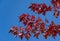 Red leaves of Acer freemanii Autumn Blaze on blue sky background. Close-up of fall colors maple tree leaves in resort area