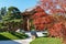 Red leaves of Acer palmatum Atropurpureum, Bonsai pines (Pinus mugo or mountain pine)