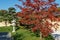 Red leaves of Acer palmatum Atropurpureum, Bonsai pines (Pinus mugo or mountain pine)