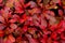 Red leaves of Alpine bearberry, Arctostaphylos alpinus, during autumn foliage