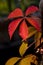 Red leaves in Autumn