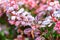 Red leaves of barberry bush with wet leaves after rain, natural background and texture