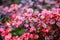 Red leaves of barberry bush with wet leaves after rain, natural background and texture