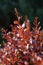 Red leaves of a barberry hedge (Berberis) in sunlight