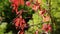 Red leaves and blue berries of Parthenocissus quinquefolia Virginia creeper