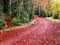 Red  leaves carpet at fall