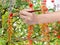 Red leaves of climbing plant in autumn