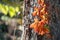 Red leaves of creeping wild maiden grapes in autumn. Natural overgrown tree trunk.