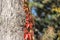 Red leaves of creeping wild maiden grapes in autumn. Natural overgrown tree trunk.