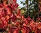 Red leaves of decorative grape on metal fence.