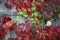 Red leaves of decorative grapes on a wall