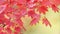 Red leaves of Downy Japanese Maple sway in breeze