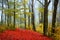 Red leaves in a foggy autumn forest