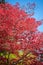 Red leaves foliage in Japan during the Momiji autumn season