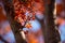 Red leaves foliage in Japan during the Momiji autumn season