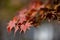 Red leaves foliage in Japan during the Momiji autumn season