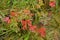 Red leaves of geranium meadow Geranium pratense in autumn