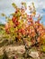 Red leaves on grape vine during autumn