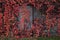 The red leaves of grapes and door. Wall of red leaves of wild grapes. Autumn natural background