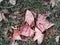 Red leaves on the ground of Lambro Park