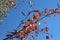 Red leaves look bright against a blue sky