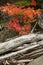 Red leaves of a maple tree and driftwood logs.