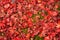 Red leaves of maple tree fallen on fresh little green leaves of moss on background, closeup and selective focus image