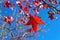 Red leaves of Maple tree in Lake Cuyamaca, San Diego