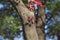 Red leaves of Momiji or Japanese maple and their shadow on a tree in Tokyo, Japan