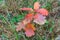 Red leaves of Northern maple, young tree canadian maple