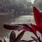 Red leaves overlook misty lake.