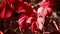 Red leaves of Parthenocissus quinquefolia Virginia creeper