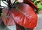 Red leaves of Philodendron Black Cardinal, a popular houseplant