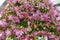 Red leaves and pink flowers of Loropetalum Chinese Fringe shrub plant during blossom season