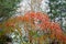 Red Leaves and red flowers of Ailanthus. Blooming Ailanthus altissima.Fraxinus chinensis. Red flowers of Ailanthus