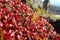 Red leaves of rhododendron on the slope of hill