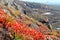 Red leaves of rhododendron on the slope of hill