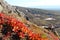 Red leaves of rhododendron on the slope of hill