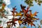 Red leaves of a tree in autumn against a blue sky with clouds. Louisiana, USA