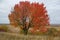 Red leaves on the tree in autumn,One tree in the field in autumn in red leaves