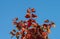 Red leaves of a viburnum bush