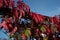 Red leaves of wild grapes. Colorful autumn, bright wild grape background