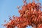 Red leaves of zelkova tree