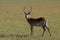 Red Lechwe