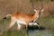 Red Lechwe Antelope