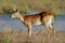 Red lechwe antelope